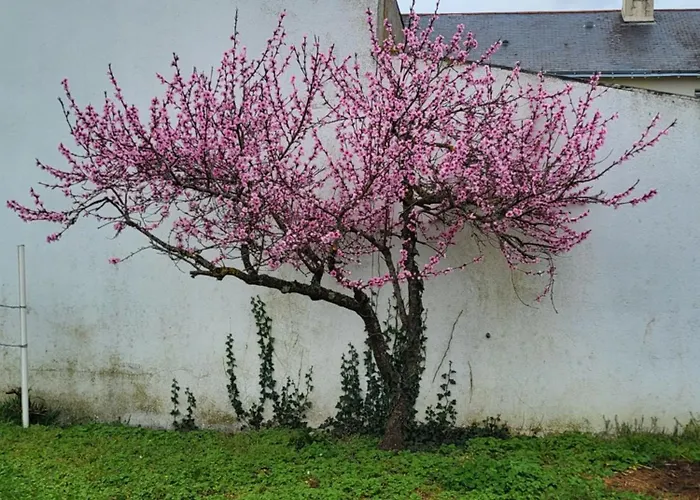 L\'Escale Des Roses
