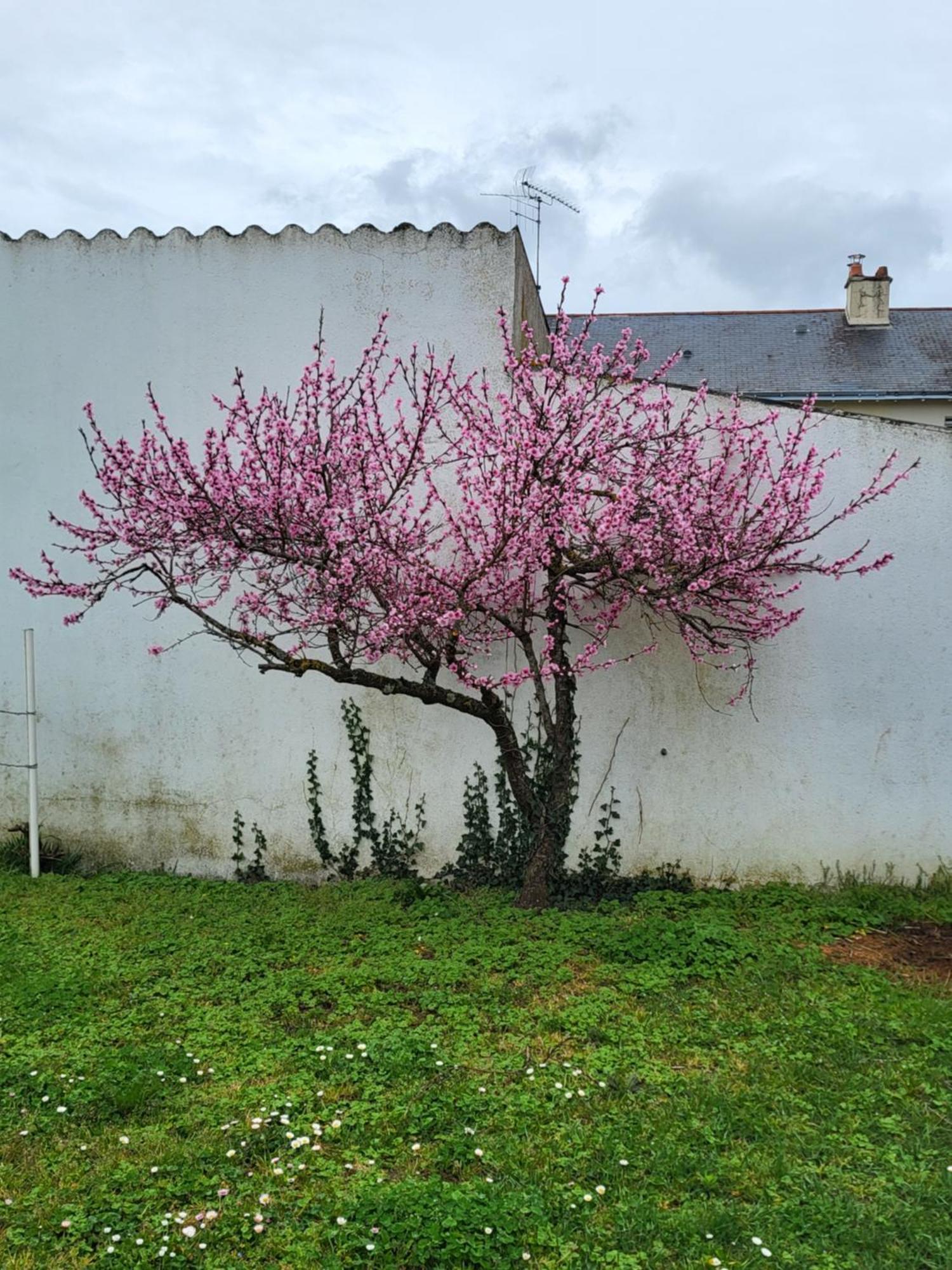 L'escale Des Roses Doue-la-Fontaine